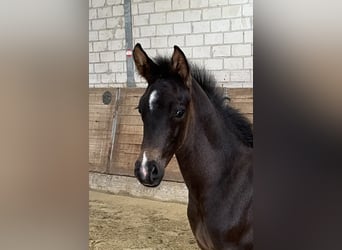 Caballo de equitación alemán pequeño, Caballo castrado, 2 años, 155 cm, Castaño oscuro