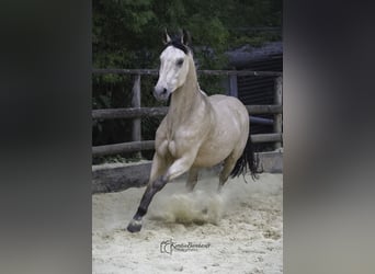 Caballo de equitación alemán pequeño, Caballo castrado, 2 años, 160 cm, Buckskin/Bayo