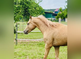 Caballo de equitación alemán pequeño, Caballo castrado, 3 años, 145 cm, Palomino