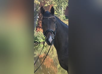 Caballo de equitación alemán pequeño, Caballo castrado, 3 años, 155 cm, Castaño