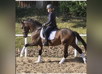 Caballo de equitación alemán pequeño, Caballo castrado, 3 años, 155 cm, Castaño