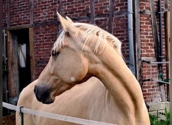 Caballo de equitación alemán pequeño, Caballo castrado, 3 años, 156 cm, Palomino