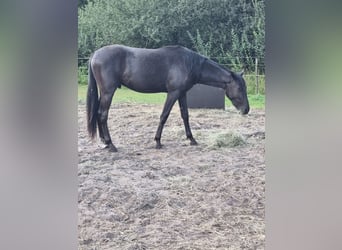 Caballo de equitación alemán pequeño, Caballo castrado, 3 años, 160 cm, Negro