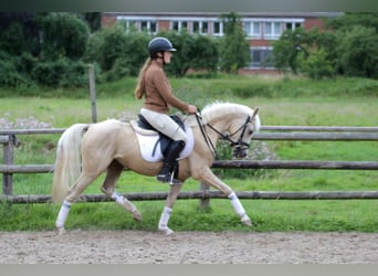 Caballo de equitación alemán pequeño, Caballo castrado, 4 años, 140 cm, Palomino