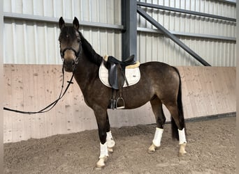 Caballo de equitación alemán pequeño, Caballo castrado, 4 años, 153 cm, Buckskin/Bayo