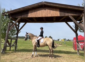 Caballo de equitación alemán pequeño, Caballo castrado, 4 años, 156 cm, Bayo