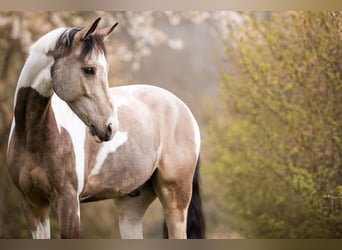 Caballo de equitación alemán pequeño, Caballo castrado, 6 años, 164 cm, Pío