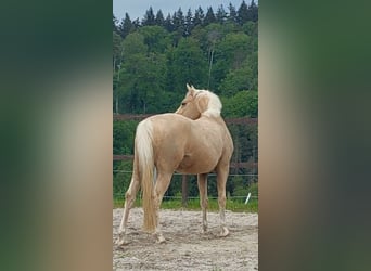 Caballo de equitación alemán pequeño, Caballo castrado, 7 años, 155 cm, Palomino