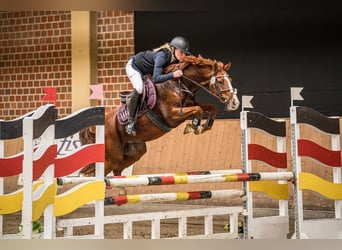 Caballo de equitación alemán pequeño, Caballo castrado, 8 años, 144 cm, Alazán