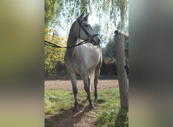 Caballo de equitación alemán pequeño, Caballo castrado, 9 años, 152 cm, Bayo