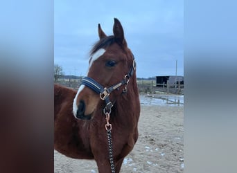 Caballo de equitación alemán pequeño, Semental, 1 año, 134 cm, Castaño