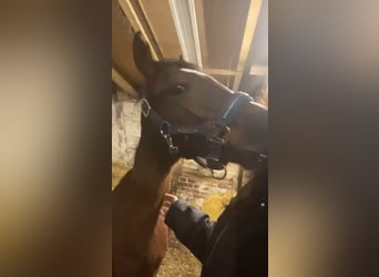 Caballo de equitación alemán pequeño, Semental, 1 año, 134 cm, Castaño