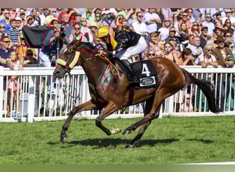 Caballo de equitación alemán pequeño, Semental, 1 año, 134 cm, Castaño