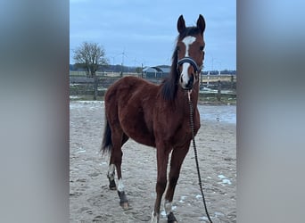 Caballo de equitación alemán pequeño, Semental, 1 año, 134 cm, Castaño