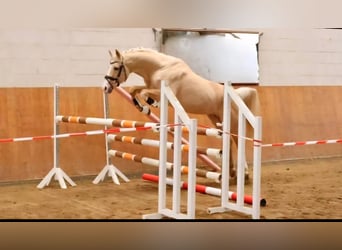 Caballo de equitación alemán pequeño, Semental, 1 año, 134 cm, Castaño