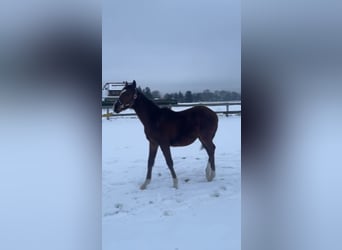 Caballo de equitación alemán pequeño, Semental, 1 año, 140 cm, Castaño