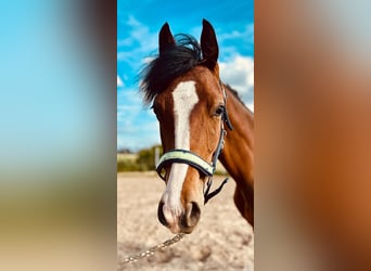 Caballo de equitación alemán pequeño, Semental, 1 año, 155 cm