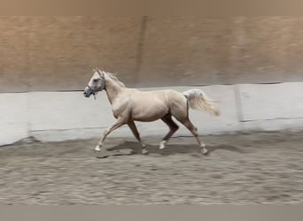 Caballo de equitación alemán pequeño, Semental, 1 año, 155 cm, Palomino