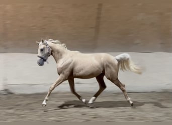 Caballo de equitación alemán pequeño, Semental, 1 año, 155 cm, Palomino