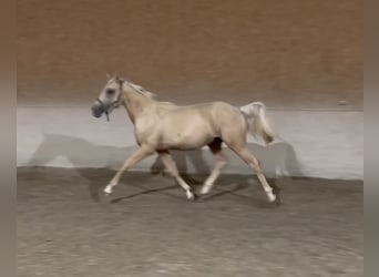 Caballo de equitación alemán pequeño, Semental, 1 año, 155 cm, Palomino