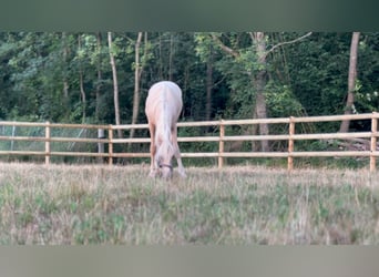 Caballo de equitación alemán pequeño, Semental, 1 año, 155 cm, Palomino