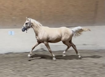 Caballo de equitación alemán pequeño, Semental, 1 año, 155 cm, Palomino