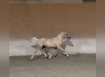 Caballo de equitación alemán pequeño, Semental, 1 año, 155 cm, Palomino