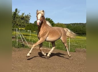 Caballo de equitación alemán pequeño, Semental, 1 año, 160 cm, Palomino
