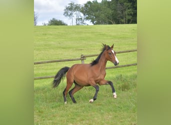 Caballo de equitación alemán pequeño, Semental, 1 año, Castaño