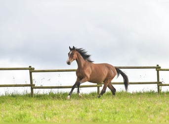 Caballo de equitación alemán pequeño, Semental, 1 año, Castaño