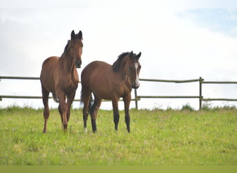 Caballo de equitación alemán pequeño, Semental, 1 año, Castaño