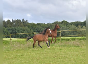 Caballo de equitación alemán pequeño, Semental, 1 año, Castaño