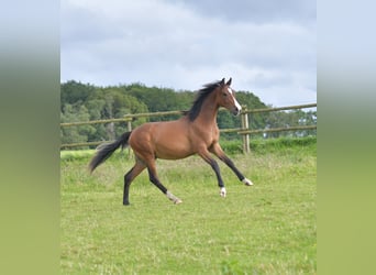 Caballo de equitación alemán pequeño, Semental, 1 año, Castaño