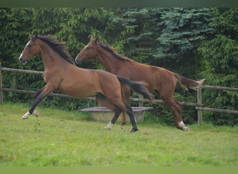 Caballo de equitación alemán pequeño, Semental, 1 año, Castaño