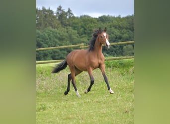 Caballo de equitación alemán pequeño, Semental, 1 año, Castaño