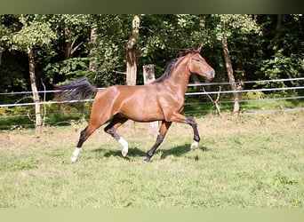 Caballo de equitación alemán pequeño, Semental, 2 años, 155 cm, Castaño