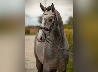 Caballo de equitación alemán pequeño, Semental, 2 años, 157 cm, Tordo