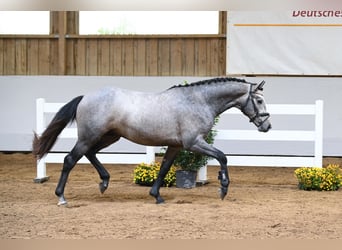 Caballo de equitación alemán pequeño, Semental, 2 años, 157 cm, Tordo