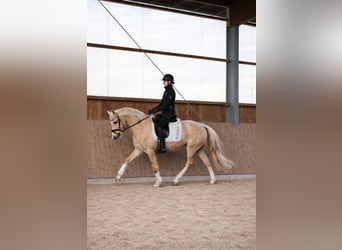 Caballo de equitación alemán pequeño, Semental, 4 años, 147 cm, Palomino