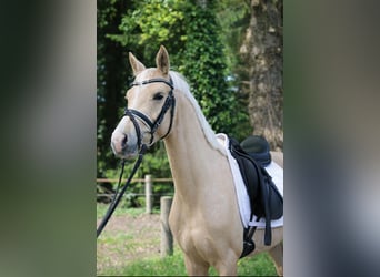 Caballo de equitación alemán pequeño, Semental, 4 años, 147 cm, Palomino