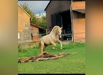 Caballo de equitación alemán pequeño, Semental, 4 años, 162 cm, Palomino