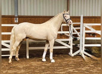 Caballo de equitación alemán pequeño, Semental, 7 años, 156 cm, Cremello