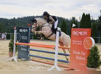 Caballo de equitación alemán pequeño, Semental, 7 años, 156 cm, Cremello