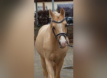 Caballo de equitación alemán pequeño, Semental, 5 años, 155 cm, Palomino