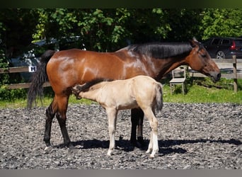 Caballo de equitación alemán pequeño, Semental, Potro (04/2026), 155 cm, Buckskin/Bayo