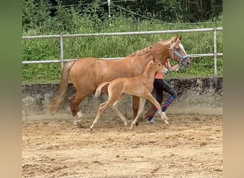 Caballo de equitación alemán pequeño, Semental, Potro (07/2024), 158 cm, Alazán