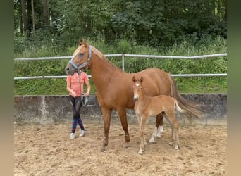 Caballo de equitación alemán pequeño, Semental, Potro (07/2024), 158 cm, Alazán