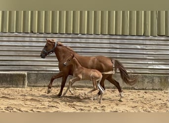 Caballo de equitación alemán pequeño, Semental, Potro (07/2024), 158 cm, Alazán