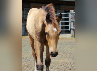 Caballo de equitación alemán pequeño, Semental, Potro (06/2024), 158 cm, Buckskin/Bayo