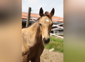 Caballo de equitación alemán pequeño, Semental, Potro (06/2024), 158 cm, Buckskin/Bayo